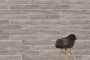 20х120 Aspenwood Бежевый Матовый R10A Ректификат