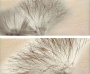 Декор Set(2) Base Miel 20х50 Декор Set(2) Base Miel 20х50
